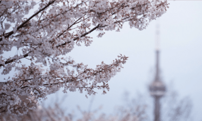 Toronto’s Cherry Blossoms Near Peak Bloom: Where to See the City’s Most Stunning Spring Display